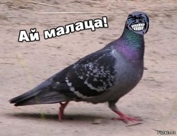 Решил пнуть голубя и пожалел об этом