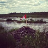 В Канаде поставили флаг около пруда, но бобриха не оценила сей порыв