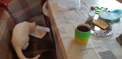 Совпадение) Моя утром целый бутерброд стащила и схарчила.