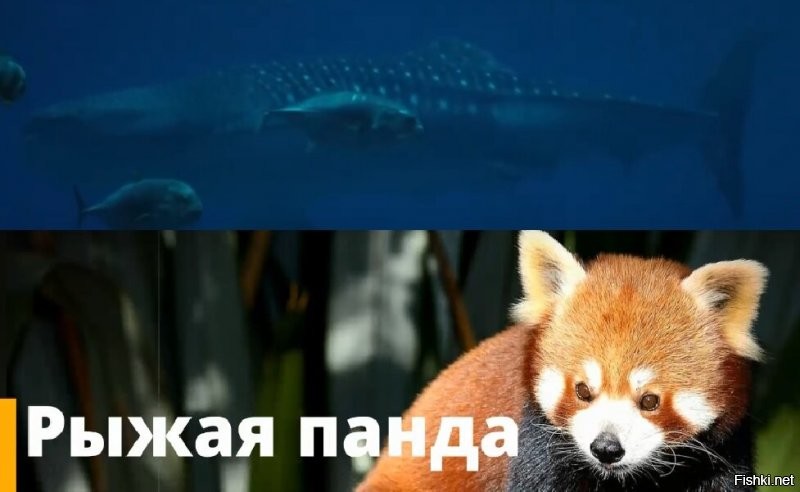 Базар за синего кита, а на экране китовая акула и панда не "рыжая", а красная!