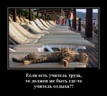 Избалованные кошки