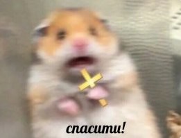 Петербуржцы устроили попойку в переполненной электричке с хомяком