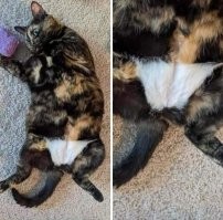 Потому что это девочка и она приличная в белье)))))