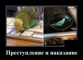 Вызывайте экзорциста: птицы, с которыми явно не стоит связываться