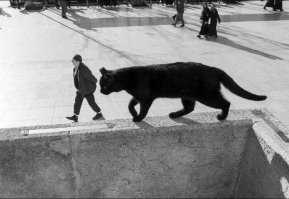 Фагот и Бегемот на Патриарших?