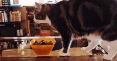 Вот и меня так - возьмёт не для сожрать, а для поиграться - загонит куда-нибудь и мошки по всему дому!