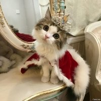 20+ избалованных котеек, которые только рады искупаться во внимании