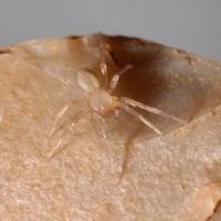 Паук Cicurina venii