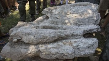 А это тот самый кит из Санта-Крус