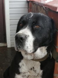 Все правильно! Алабаев еще называют: думающие собаки. Она не станет выполнять команду если считает ее не нужной и наоборот может принять решение защищать хозяина, даже если он против.
Не навязчива, как другие породы.Себе на уме.  Бестолку не лает. Любит кашу с мясом, грызет все подряд (надо кости, палки)
Это Молли, алабай 3 лет