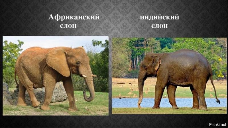 На фото почему-то африканский, а не индийский слон.
У индийского уши намного меньше, одна из основных отличительных черт.