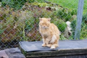 Такие классные дворовые коты!