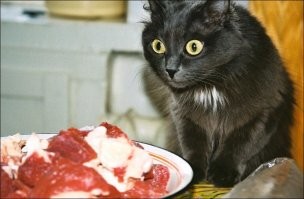 Без кота и жизнь не та