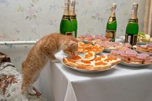 котовские это хорошо...