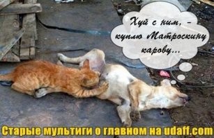 Смешные картинки из соц сетей