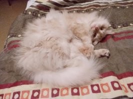 Вообще не собирались заводить кота, у нас собакен есть.
Но кто-то решил иначе. Жена не успела в лифт и, ожидая его возвращения, услышала отчаянное мяуканье из дырки в подвал. Пришлось мне лазить, выманивать. Как потом узнали - дня два разные люди пытались достать, но котёнок не давался. А к нам вышел. 
В сентябре четыре года как наш (или мы его).