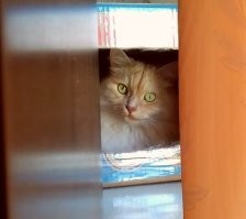 Следит всегда, даже вход-выход под контролем )))