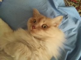 Вообще не собирались заводить кота, у нас собакен есть.
Но кто-то решил иначе. Жена не успела в лифт и, ожидая его возвращения, услышала отчаянное мяуканье из дырки в подвал. Пришлось мне лазить, выманивать. Как потом узнали - дня два разные люди пытались достать, но котёнок не давался. А к нам вышел. 
В сентябре четыре года как наш (или мы его).