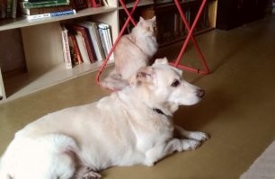 Вообще не собирались заводить кота, у нас собакен есть.
Но кто-то решил иначе. Жена не успела в лифт и, ожидая его возвращения, услышала отчаянное мяуканье из дырки в подвал. Пришлось мне лазить, выманивать. Как потом узнали - дня два разные люди пытались достать, но котёнок не давался. А к нам вышел. 
В сентябре четыре года как наш (или мы его).