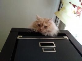 Вообще не собирались заводить кота, у нас собакен есть.
Но кто-то решил иначе. Жена не успела в лифт и, ожидая его возвращения, услышала отчаянное мяуканье из дырки в подвал. Пришлось мне лазить, выманивать. Как потом узнали - дня два разные люди пытались достать, но котёнок не давался. А к нам вышел. 
В сентябре четыре года как наш (или мы его).