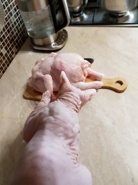 Плотоядная курица,поедает другую курицу.