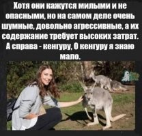 О верблюдах я знаю не больше чем о кенгуру.