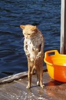 Вид котейки говорит: Всех убью один останусь...