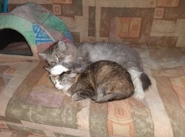 Без кота и жизнь не та