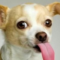 Доброта всегда рядом: 23 приспособления для собак-инвалидов