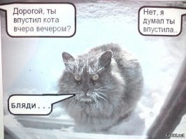 15 забавных животных, которым позарез необходимо внутрь 
