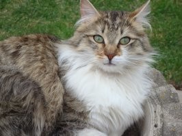 Мой шалопай.