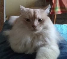 Диапазон взглядов от "милого романтика" до "на колени, тварь двуногая" и от "всё пофиг" до "директор".
А на ощупь: мы называем его иногда Пуховичка. Собакена называем Мех, а кота Пух. А вообще он Хамура Кусаки по паспорту.