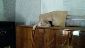 Диапазон взглядов от "милого романтика" до "на колени, тварь двуногая" и от "всё пофиг" до "директор".
А на ощупь: мы называем его иногда Пуховичка. Собакена называем Мех, а кота Пух. А вообще он Хамура Кусаки по паспорту.