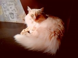 Диапазон взглядов от "милого романтика" до "на колени, тварь двуногая" и от "всё пофиг" до "директор".
А на ощупь: мы называем его иногда Пуховичка. Собакена называем Мех, а кота Пух. А вообще он Хамура Кусаки по паспорту.