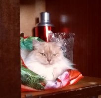 Диапазон взглядов от "милого романтика" до "на колени, тварь двуногая" и от "всё пофиг" до "директор".
А на ощупь: мы называем его иногда Пуховичка. Собакена называем Мех, а кота Пух. А вообще он Хамура Кусаки по паспорту.