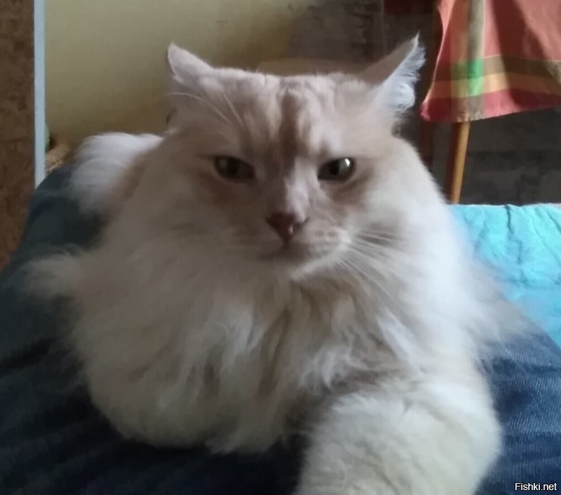 Диапазон взглядов от "милого романтика" до "на колени, тварь двуногая" и от "всё пофиг" до "директор".
А на ощупь: мы называем его иногда Пуховичка. Собакена называем Мех, а кота Пух. А вообще он Хамура Кусаки по паспорту.