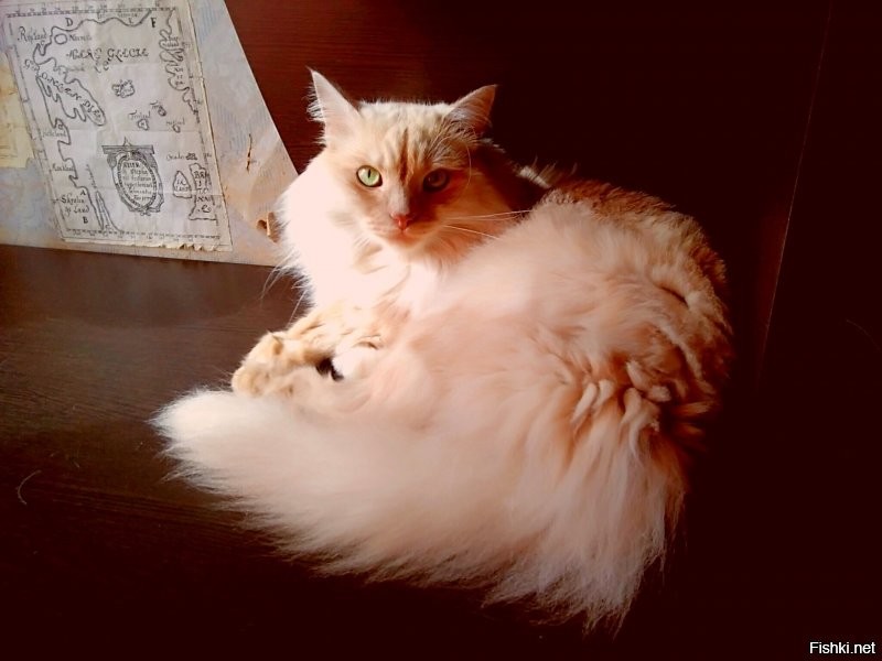 Диапазон взглядов от "милого романтика" до "на колени, тварь двуногая" и от "всё пофиг" до "директор".
А на ощупь: мы называем его иногда Пуховичка. Собакена называем Мех, а кота Пух. А вообще он Хамура Кусаки по паспорту.