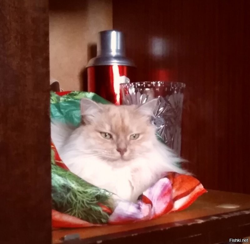 Диапазон взглядов от "милого романтика" до "на колени, тварь двуногая" и от "всё пофиг" до "директор".
А на ощупь: мы называем его иногда Пуховичка. Собакена называем Мех, а кота Пух. А вообще он Хамура Кусаки по паспорту.