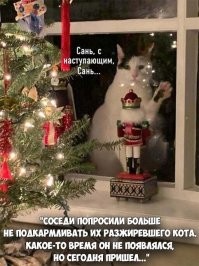 15 забавных животных, которым позарез необходимо внутрь 