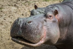 Какой же он Геркулес, когда гиппопотам ))