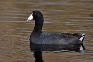 У нас они обитают на речке и на маленьких озёрах (водоёмах). Всё время думал, что это разновидность уток. Правда их лап никогда не видел, самих в воде видел с метров 10. И то боятся уплывают. Поэтому-то они и не утки, они боязливые, как подходишь сразу бегут к воде, а на суше я вообще их не наблюдал. Моленьких видел на воде, но только с далека.