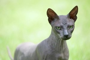 Когда ходишь к одному стилисту... )