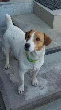 Охотница на любого зверя, даже на крупного. Фото последствий взятого вдвоём кабанчика.  И фото помощницы в той охоте