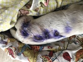 Охотница на любого зверя, даже на крупного. Фото последствий взятого вдвоём кабанчика.  И фото помощницы в той охоте