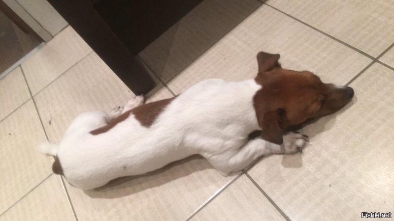 Джек-рассел терьер: В каждой норе затычка. История о том, как британцы вывели «ядерный реактор на ножках»