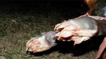 30 интересных фактов для тех, кто не утратил любознательности