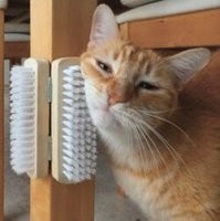 Фермер установил гигантскую щетку на пастбище, и его коровы без ума от нее