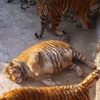 Только посмотрите на этих гигантов!