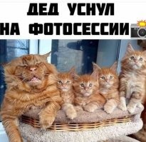 Не ищите здесь смысл. Здесь в основном маразм