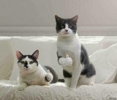 Чудесное преображение спасенной кошки